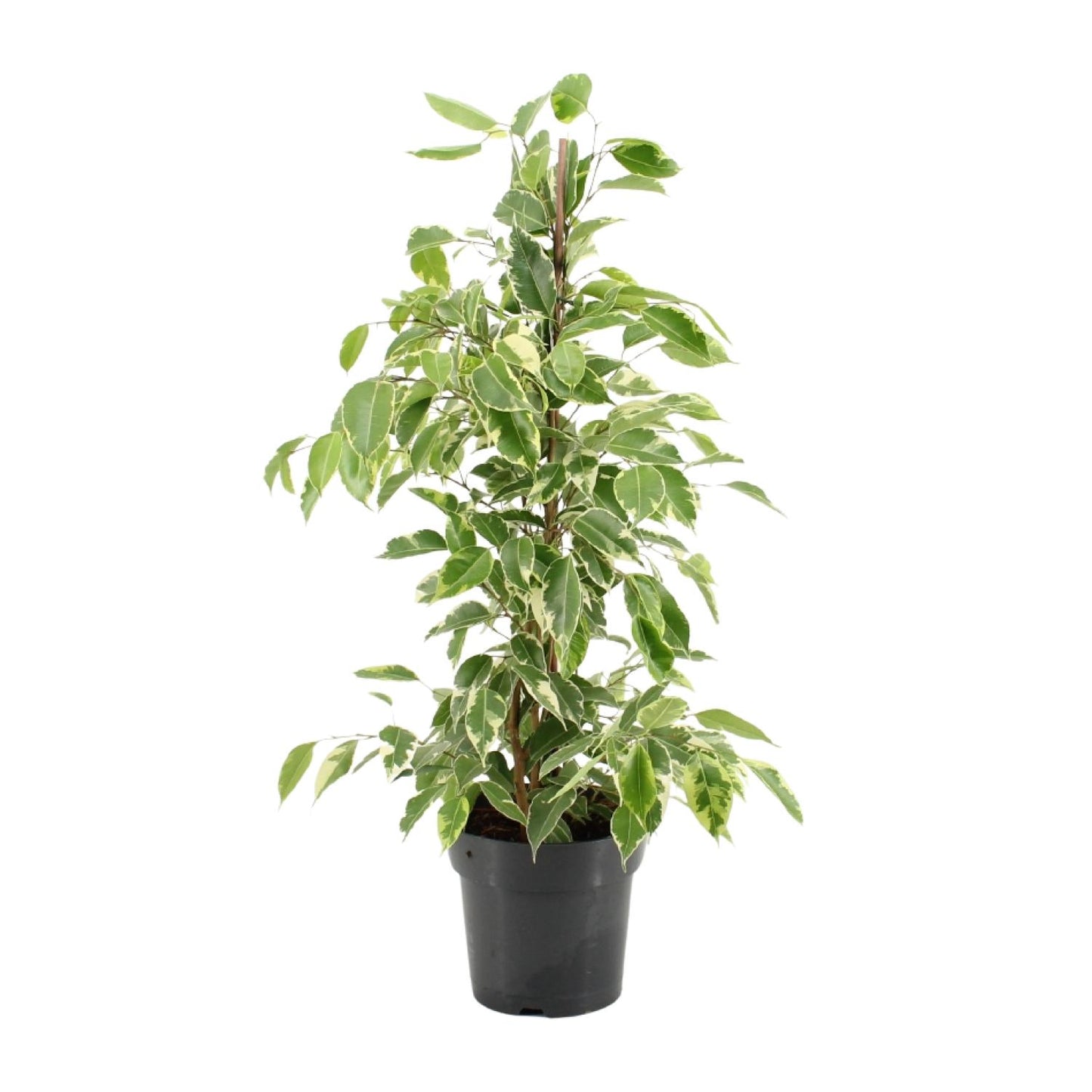 Ficus Benjamina Golden King - Ø17cm - ↕70cm