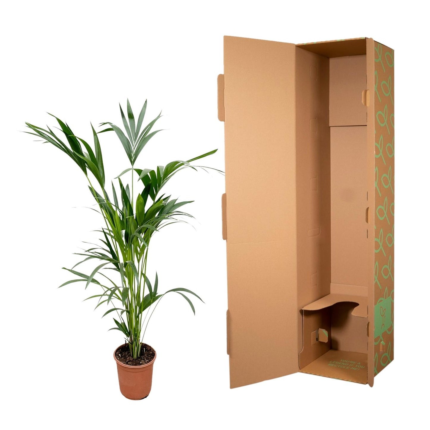 Kentia Palme 160 cm – Elegante, pflegeleichte Zimmerpflanze