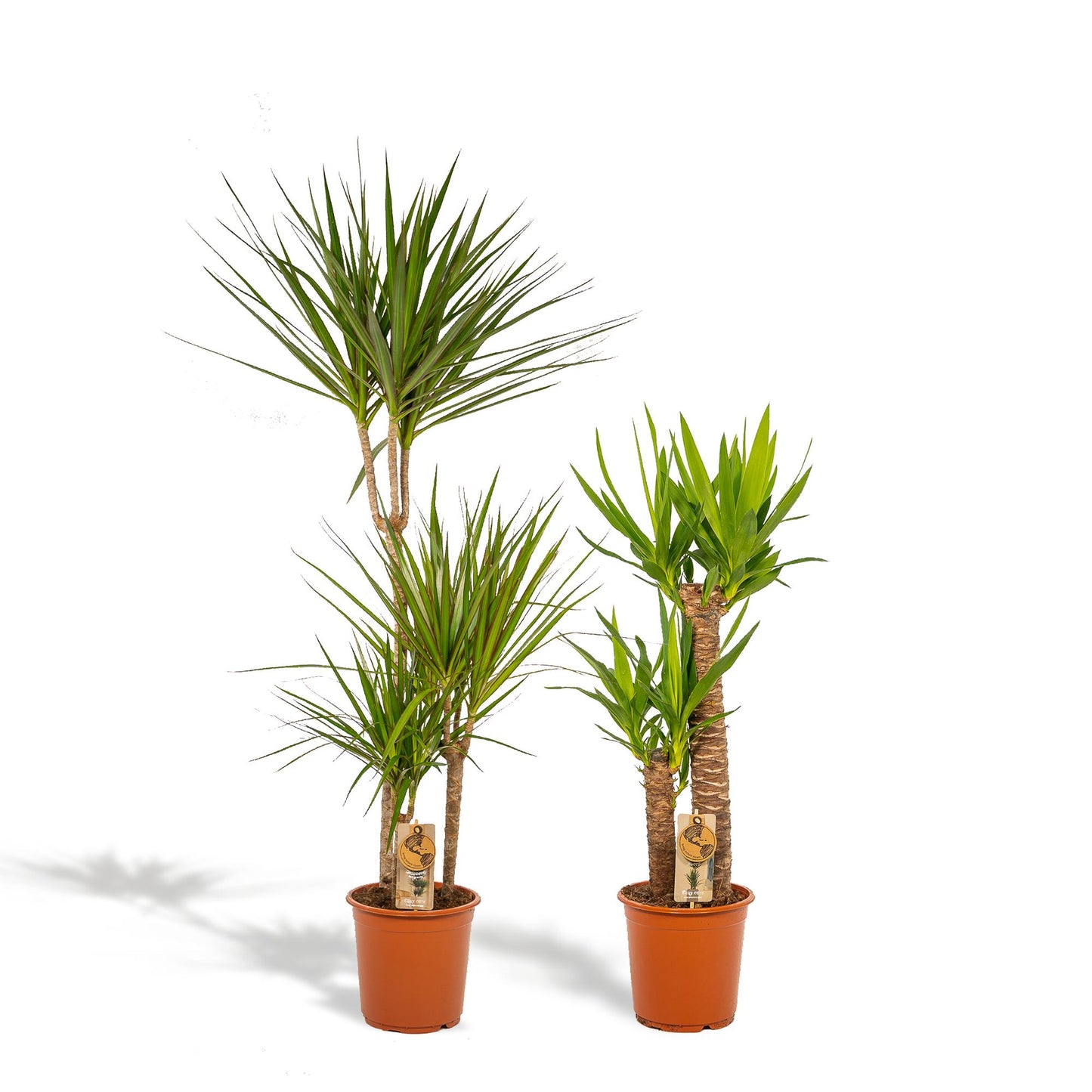 Drachenbaum & Palmlilie Set – Stilvolle Zimmerpflanzen 100-120 cm