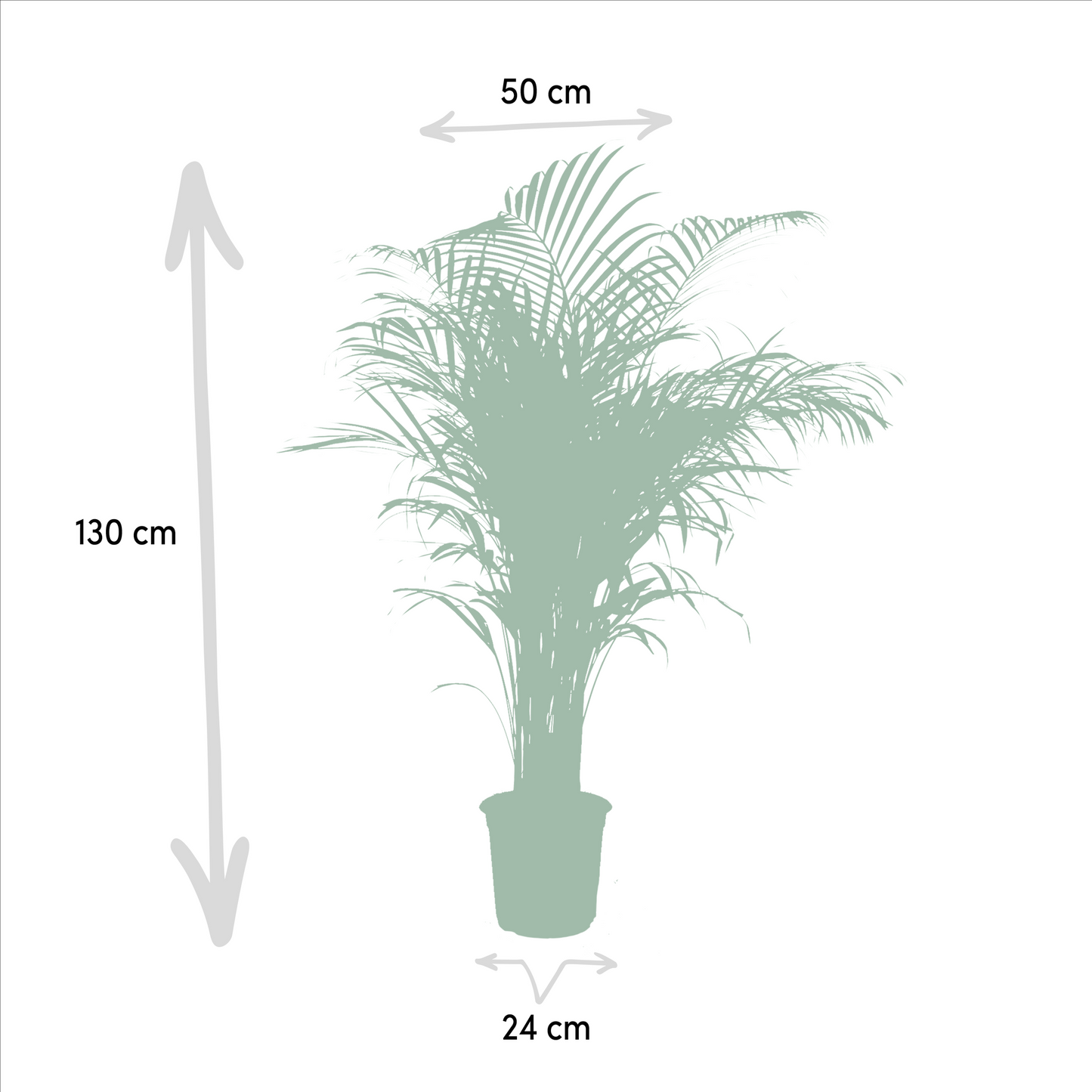 Goldfruchtpalme Areca Palme – 130 cm, luftreinigend