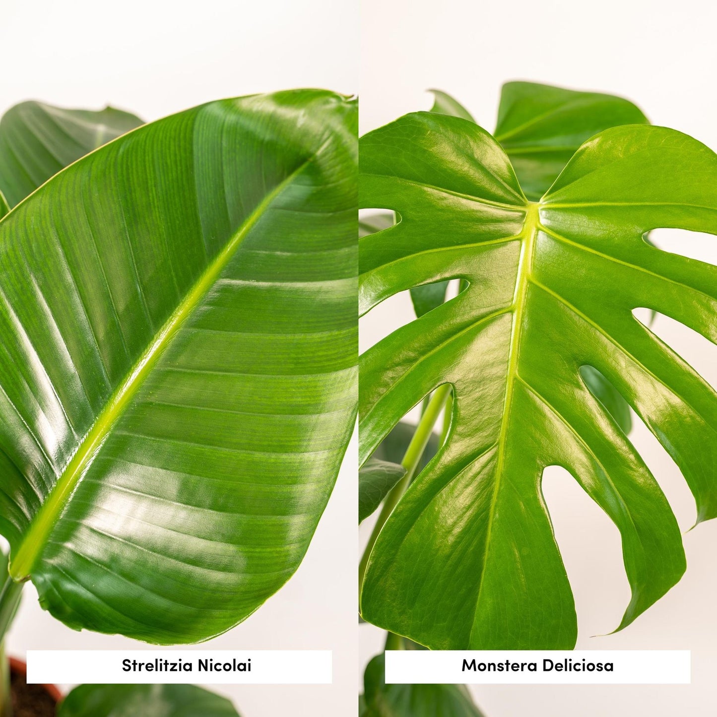 Strelitzia Nicolai - Ø19cm - ↕85cm + Monstera Deliciosa - Ø21cm - ↕75cm + Korb Selin