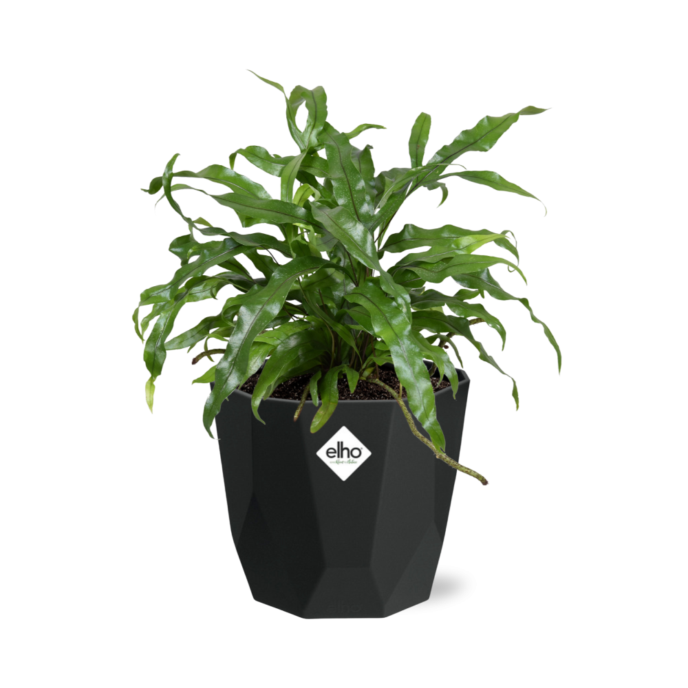 Microsorum Diversifolium in 14cm b.for rock living black