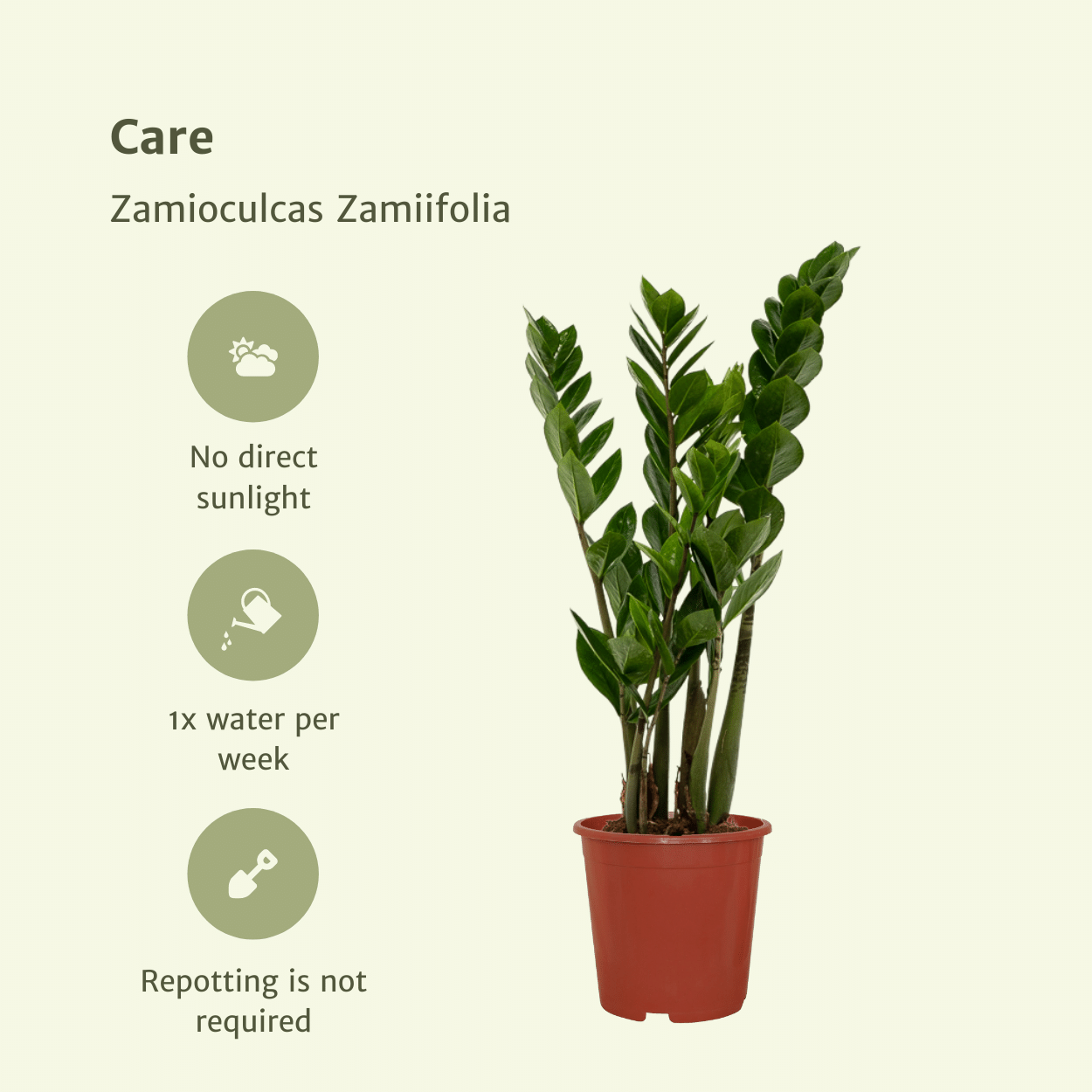2x Zamioculcas Zamiifolia - Smaragdpalme - 50cm - ø14