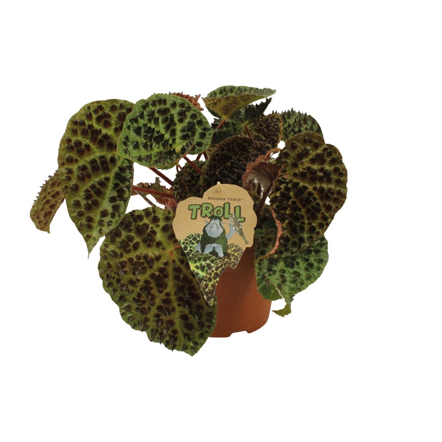 Begonia Rex Ferox - Ø17cm - ↕30cm