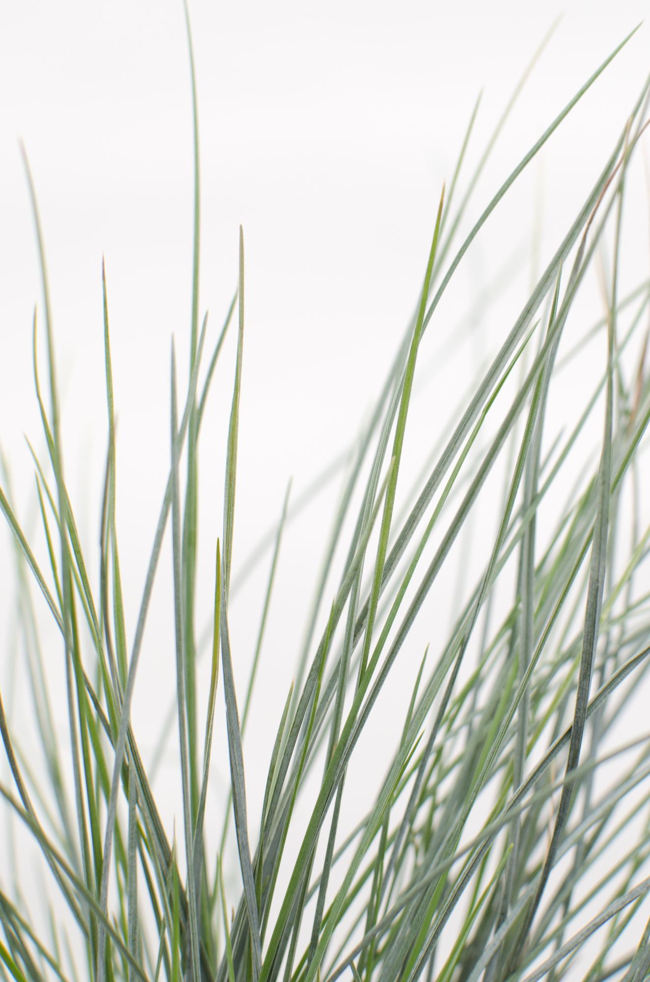 Festuca glauca Azura Blue - Ø19 - ↨40cm