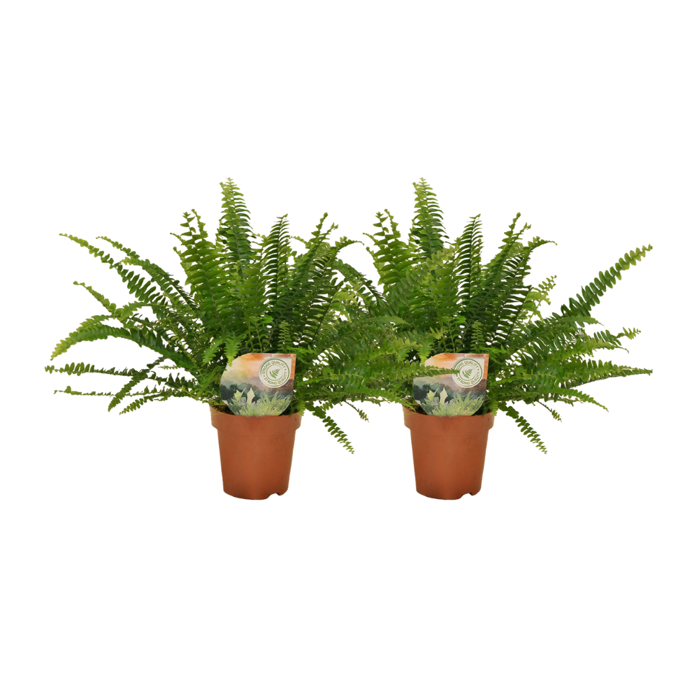 Nephrolepis krulvaren - 2 Stücke - ø12 - ↕30cm