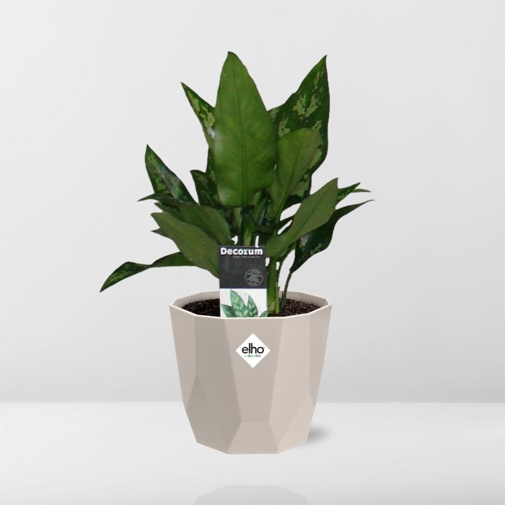 Aglaonema Maria in ELHO b.for rock 14 cm warm grey