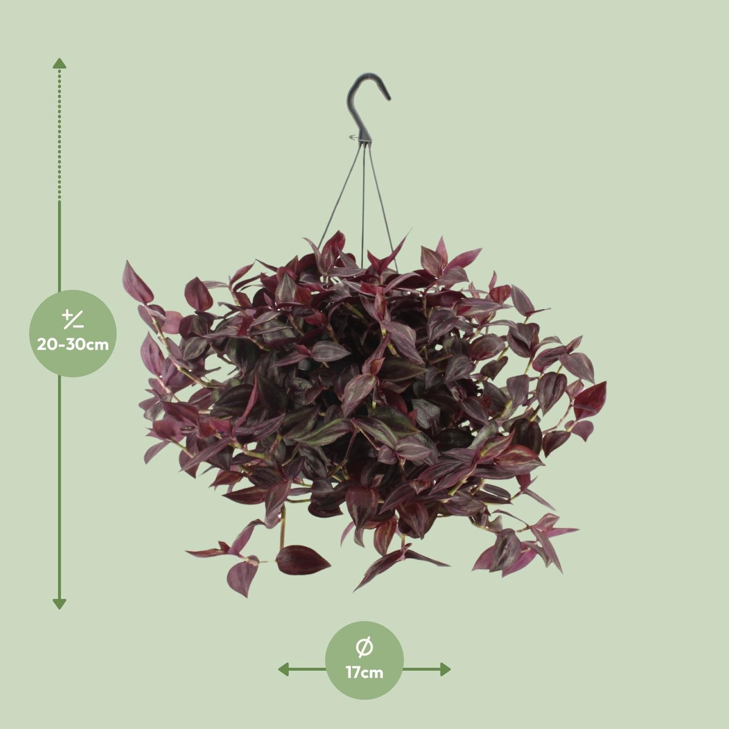 Tradescantia Jewel Red H - Ø17cm - ↕25cm