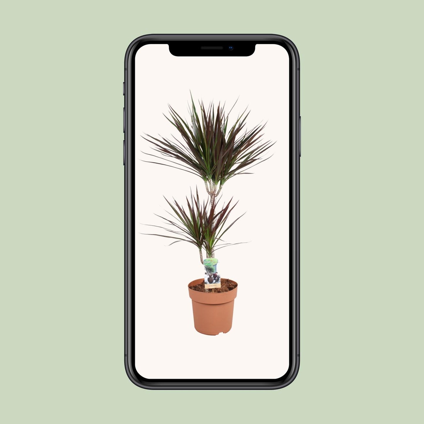 Dracaena Magenta 45-15 - Ø21cm - ↕90cm