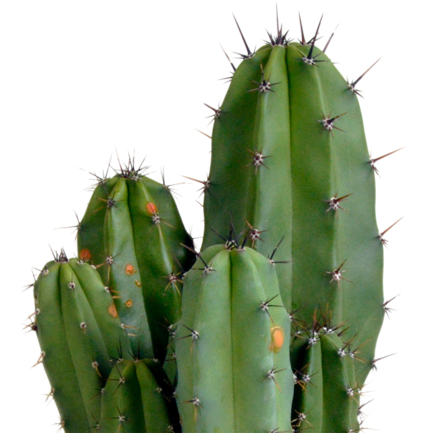 Chula Säulenkaktus 12cm – Exotischer Wüstenflair für Zuhause