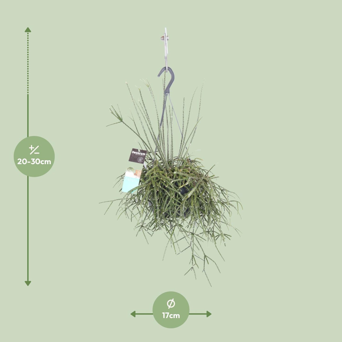 Rhipsalis Pilocarpa - Ø17cm - ↕30cm