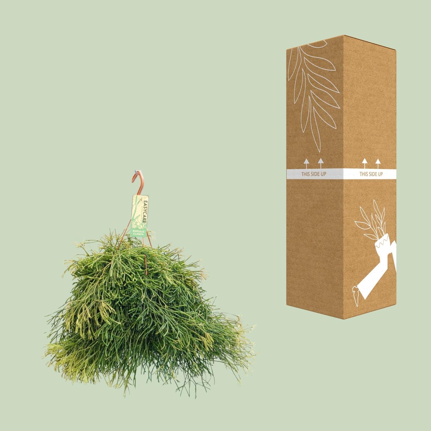Rhipsalis Clavata - Ø21cm - ↕50cm