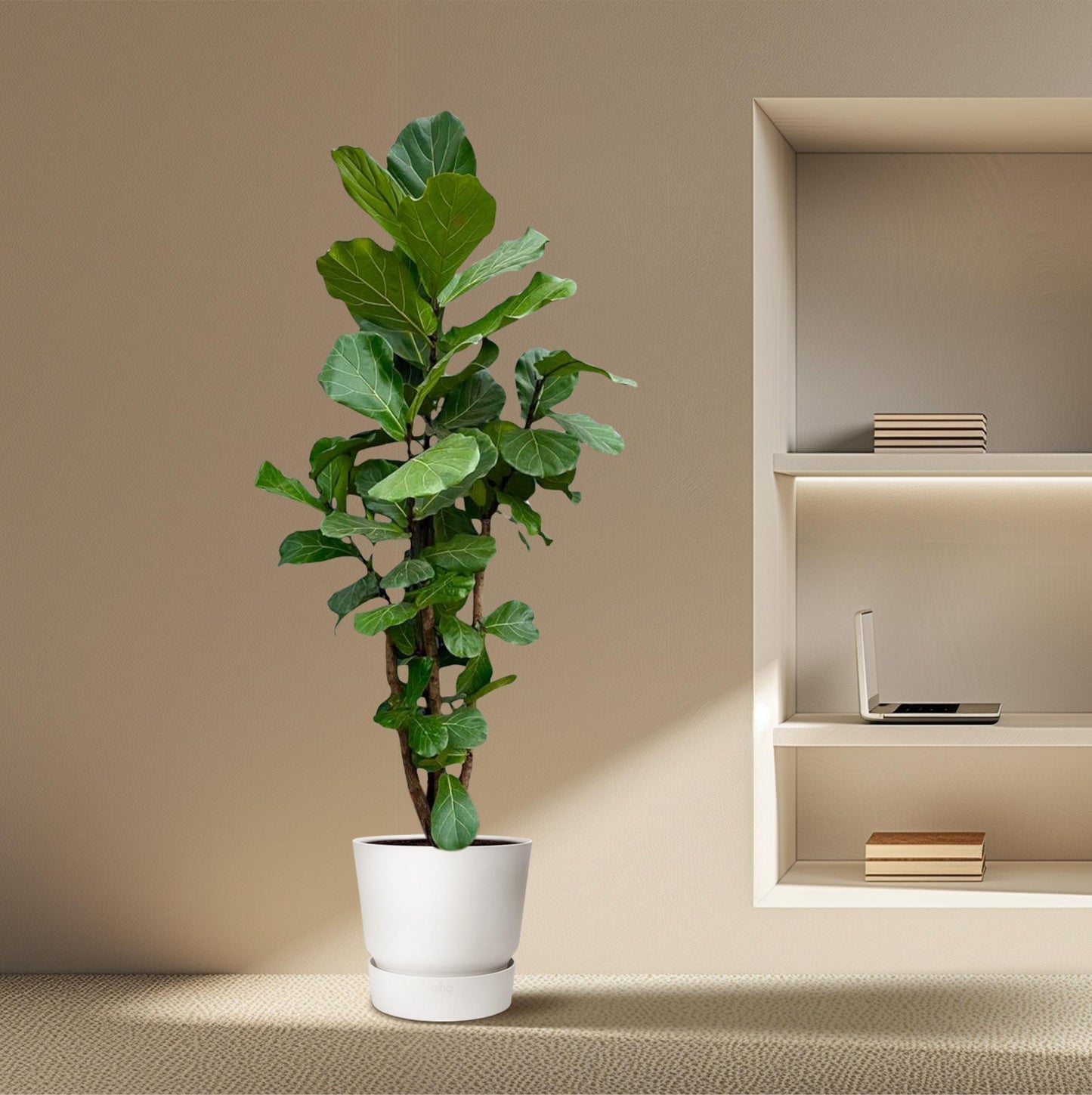 XXL Geigenfeige 220 cm – Elegante Zimmerpflanze Ficus lyrata