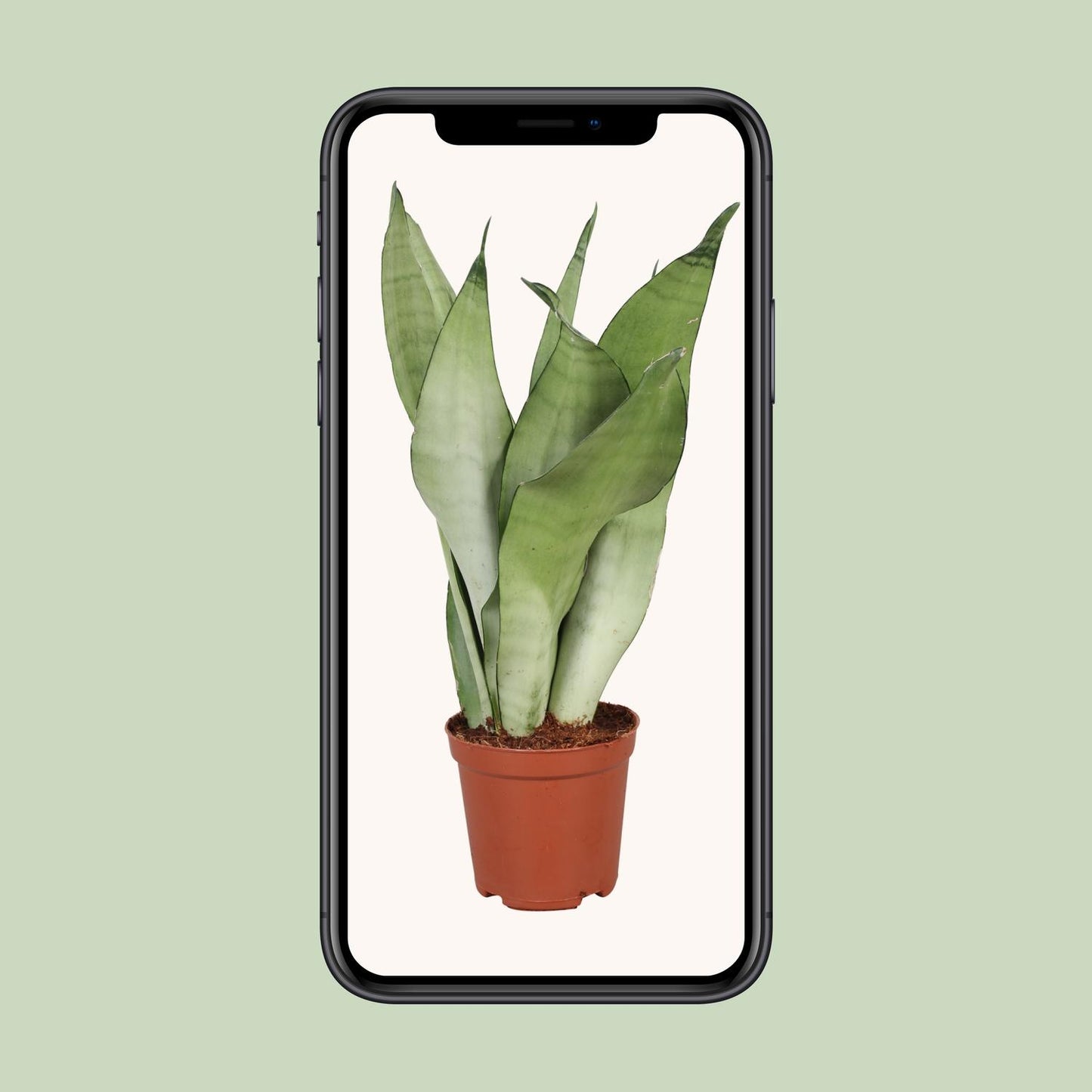 Sansevieria Trifasciata Moonshine - Ø12cm - ↕30cm