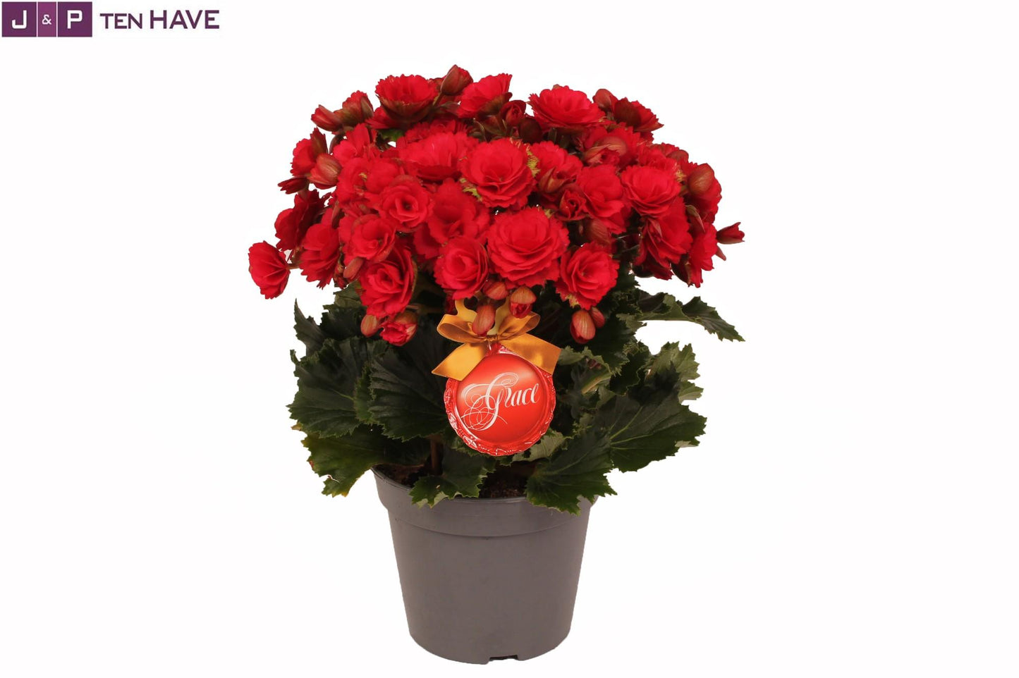 Winterbegonia 'Grace'' Rood 14 Cm - Ø14cm - ↕35cm