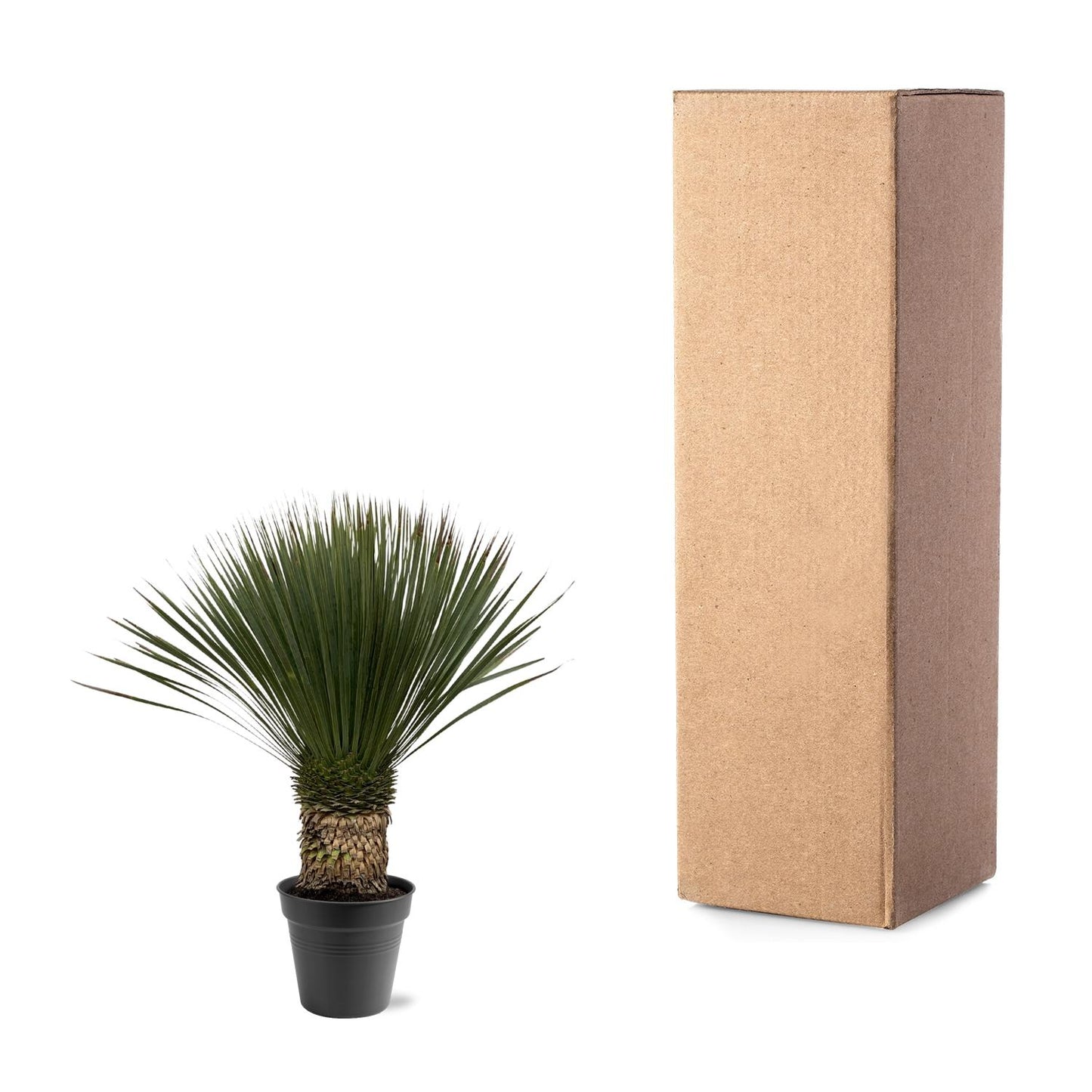 Yucca Rostrata – Blaue Yucca Palme 80-100 cm