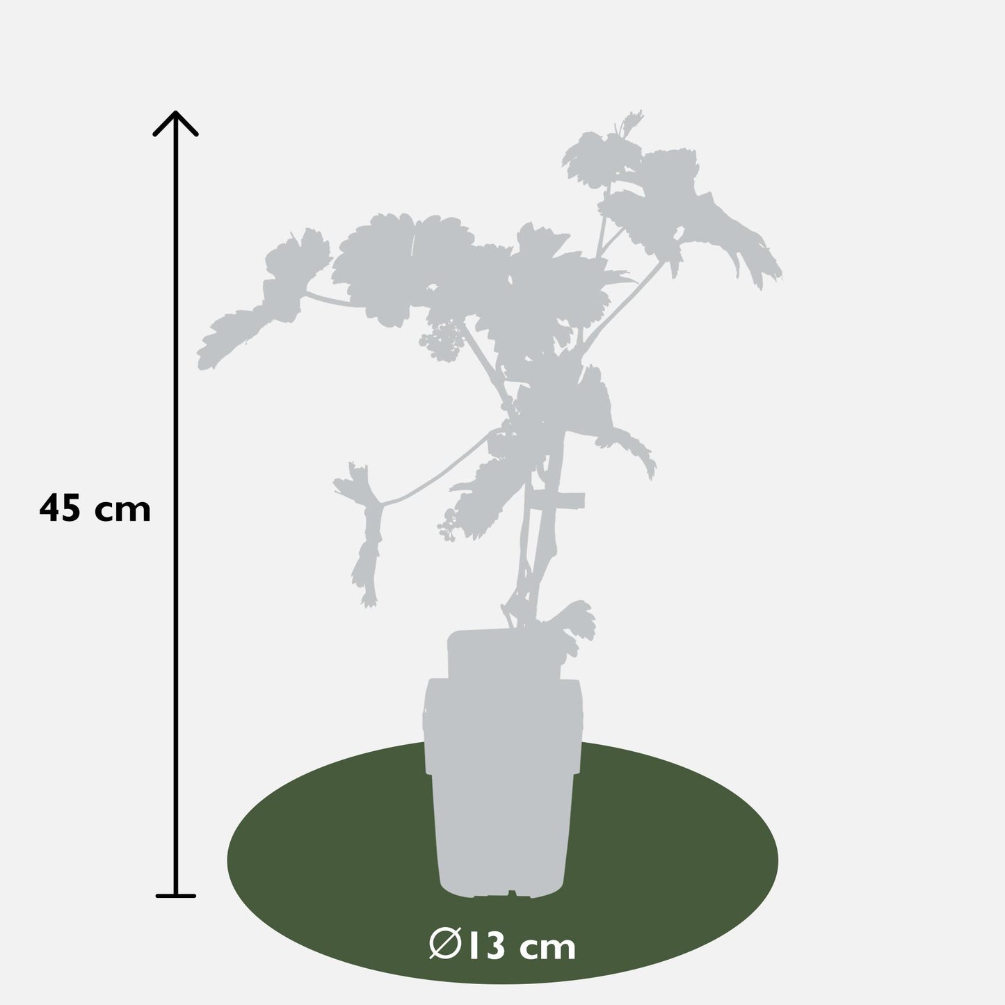 Vitis vinifera 'Johanniter' - Ø13cm - ↕45cm