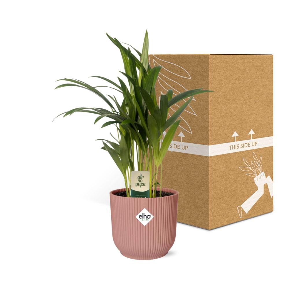 Dypsis Lutescens (Areca) 12cm in ELHO Vibes Fold 14cm roze