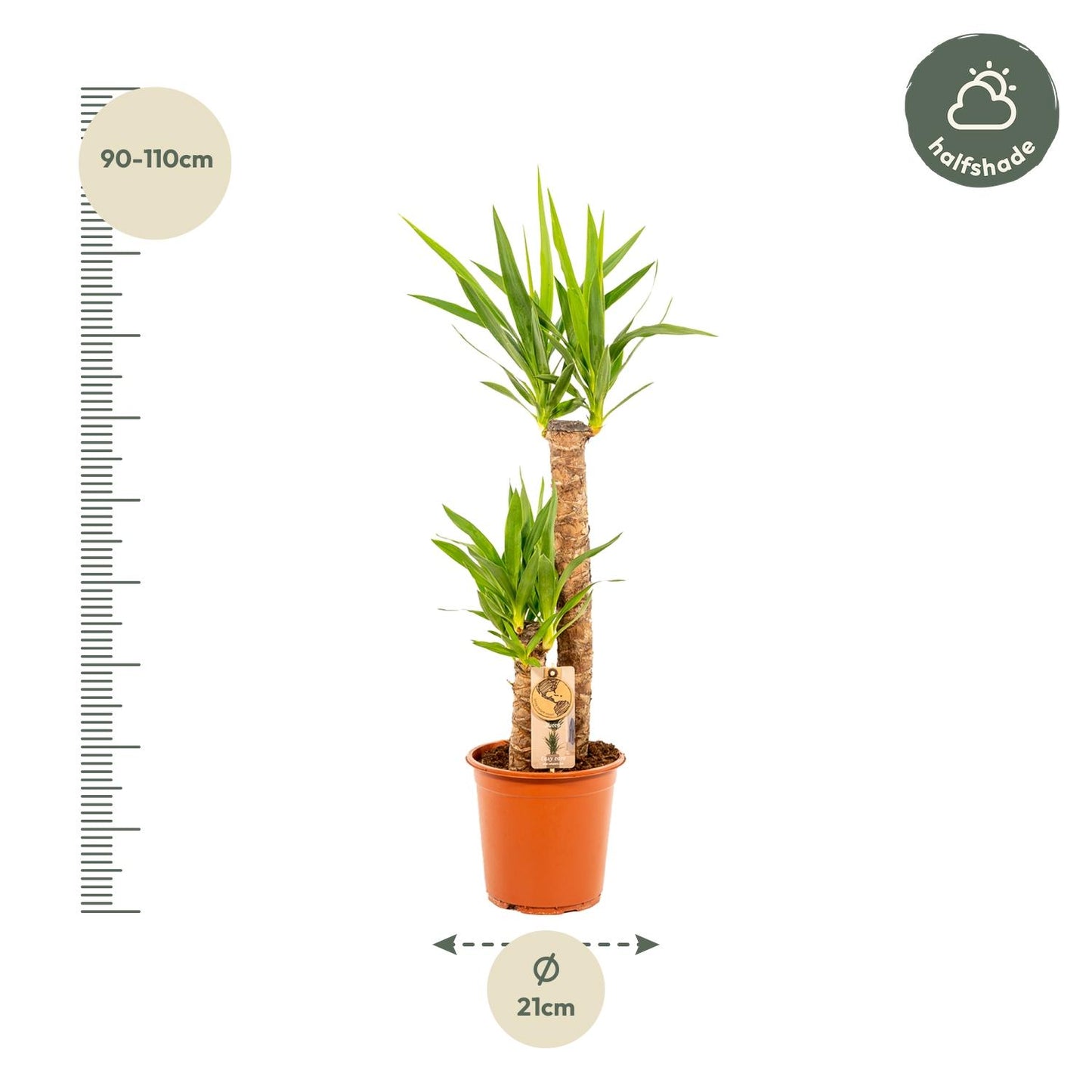 Yucca Palme (Palmlilie) – 100 cm, Ø 21 cm Topf
