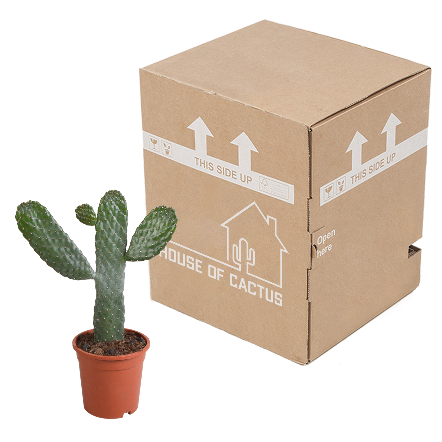 Opuntia consulae - 17cm - zonder pot