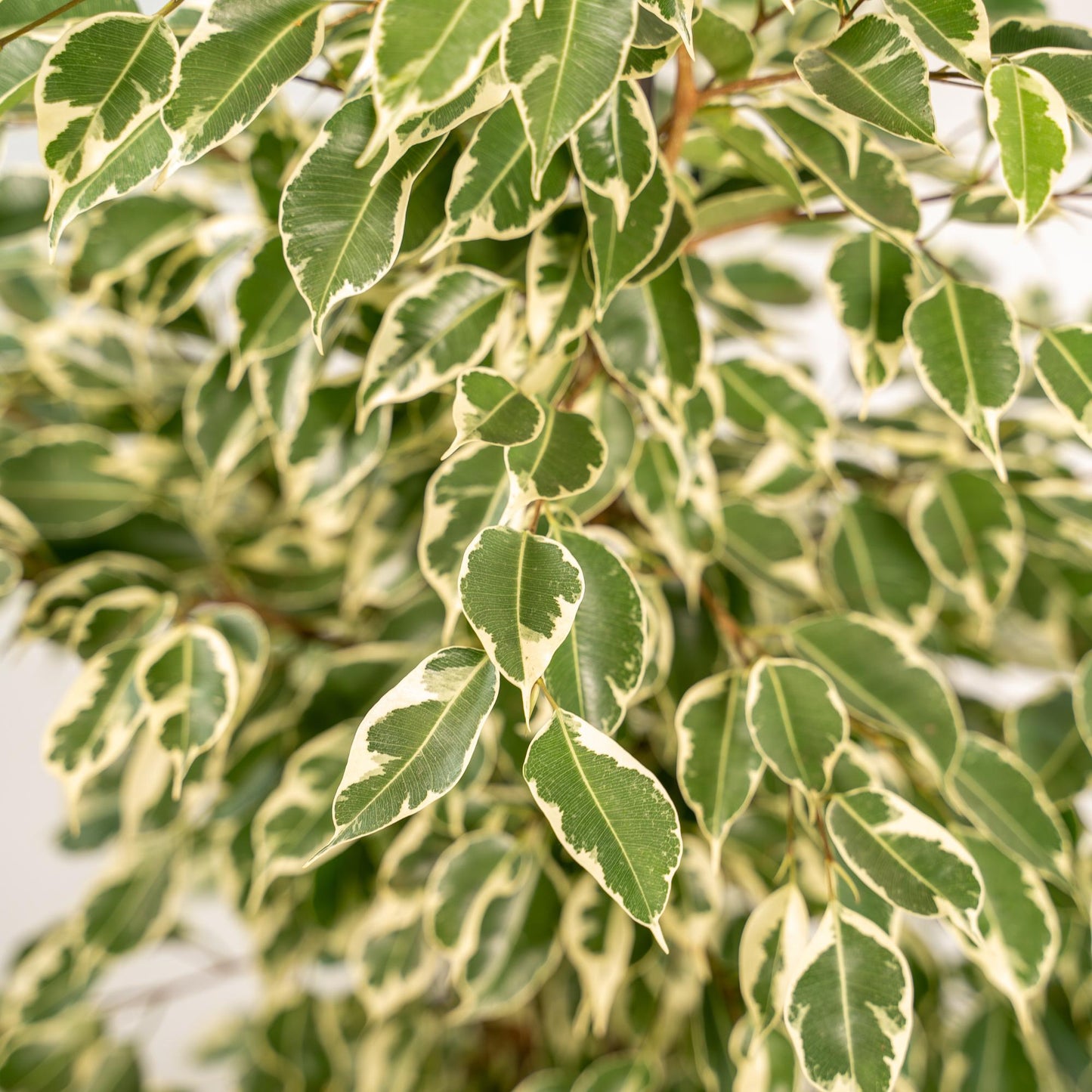 Ficus benjamina Twilight - Ø21cm - ↕95cm + Topf Mayk Gold