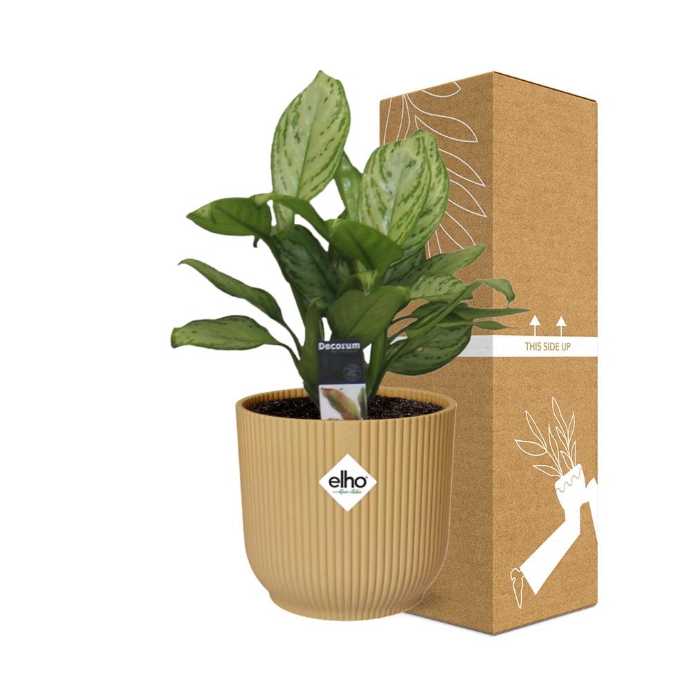 Aglaonema Christina in ELHO Vibes Fold 14cm geel