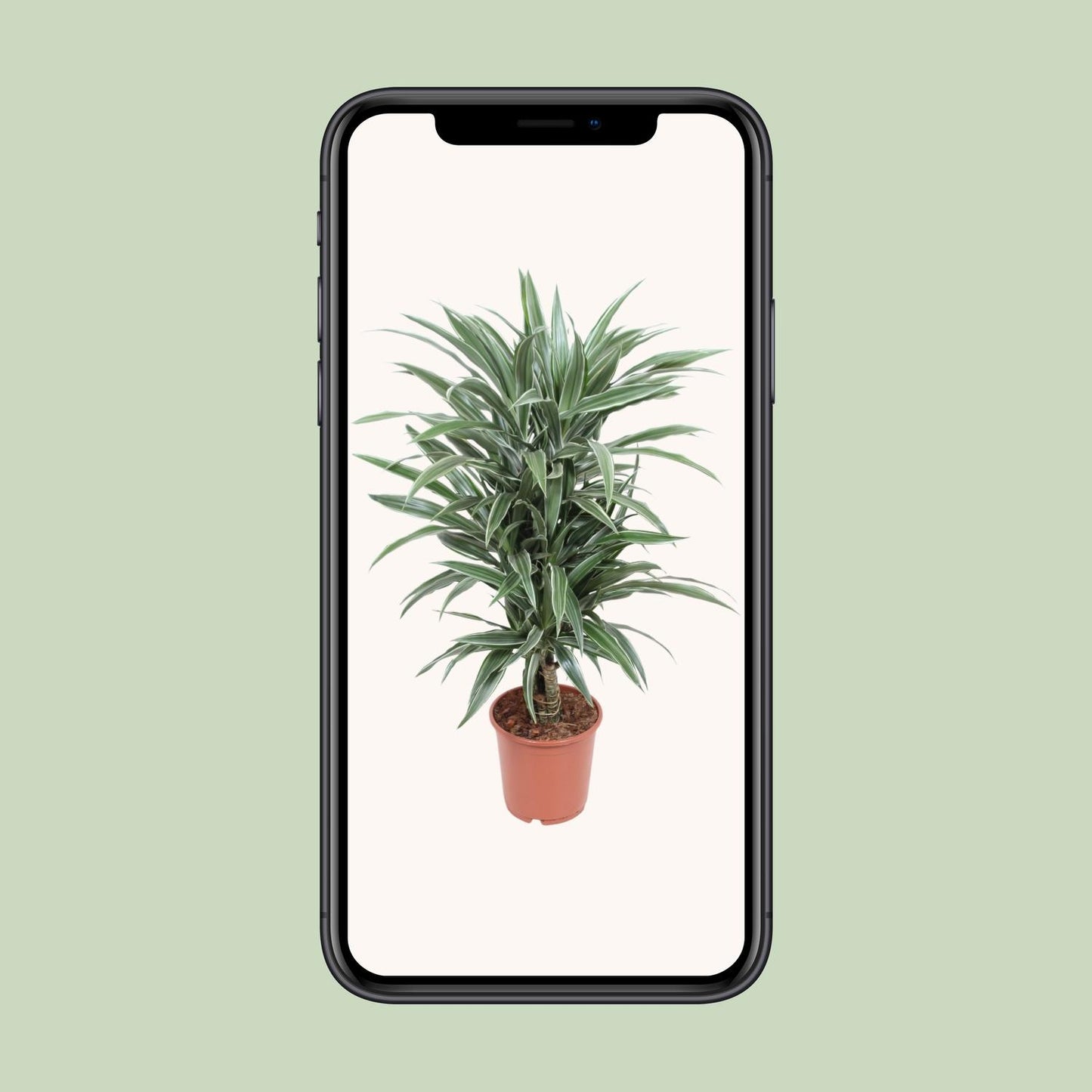 Dracaena Warneckei - Ø24cm - ↕100cm