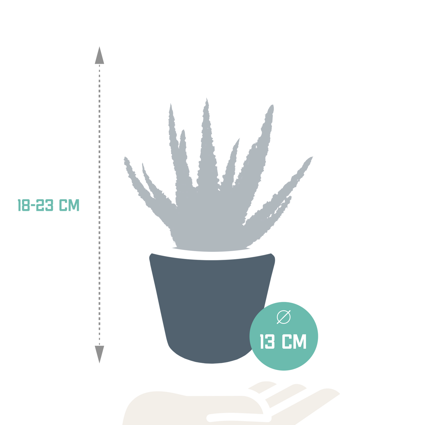 Zebra-Aloe 'Dannyz' – Exotische, pflegeleichte Sukkulente