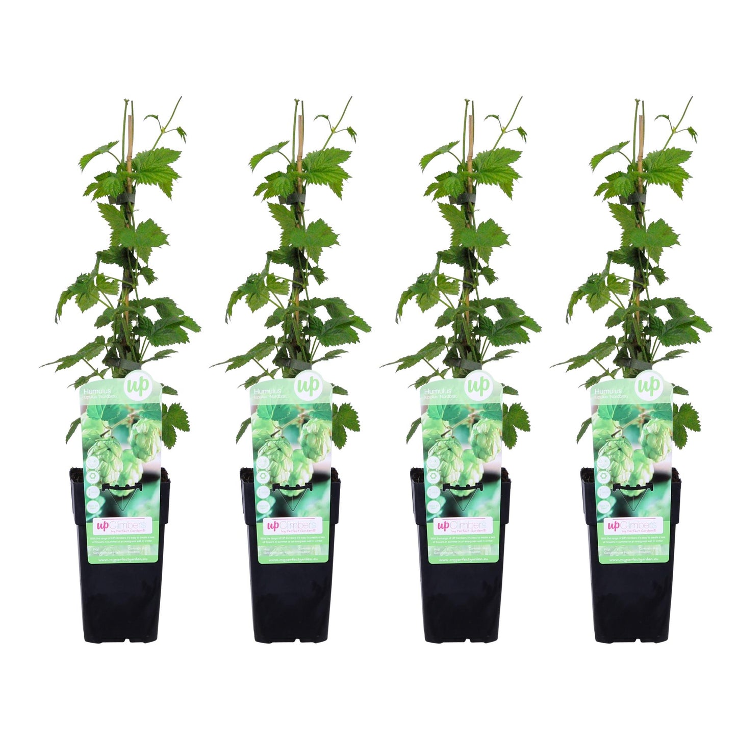 4x - Humulus lupulus 'Nordbrau' - ↨65cm - Ø15
