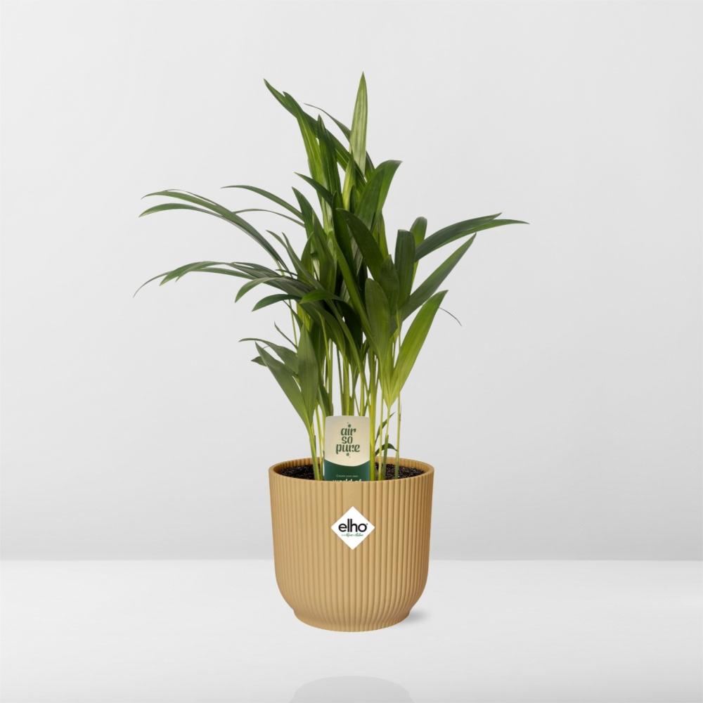 Dypsis Lutescens (Areca) 12cm in ELHO Vibes Fold 14cm geel