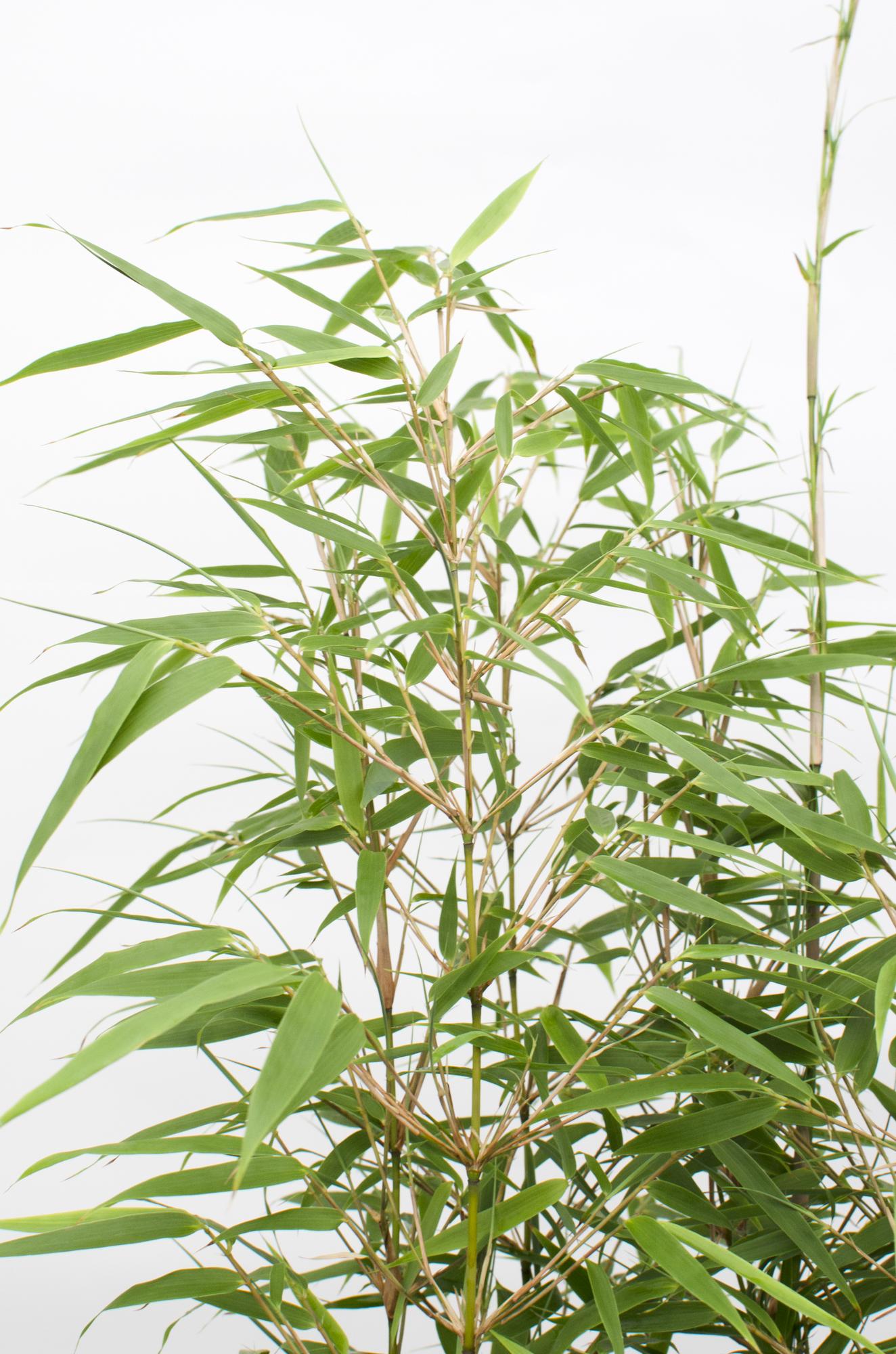 2x - Fargesia rufa - ↨60cm - Ø19