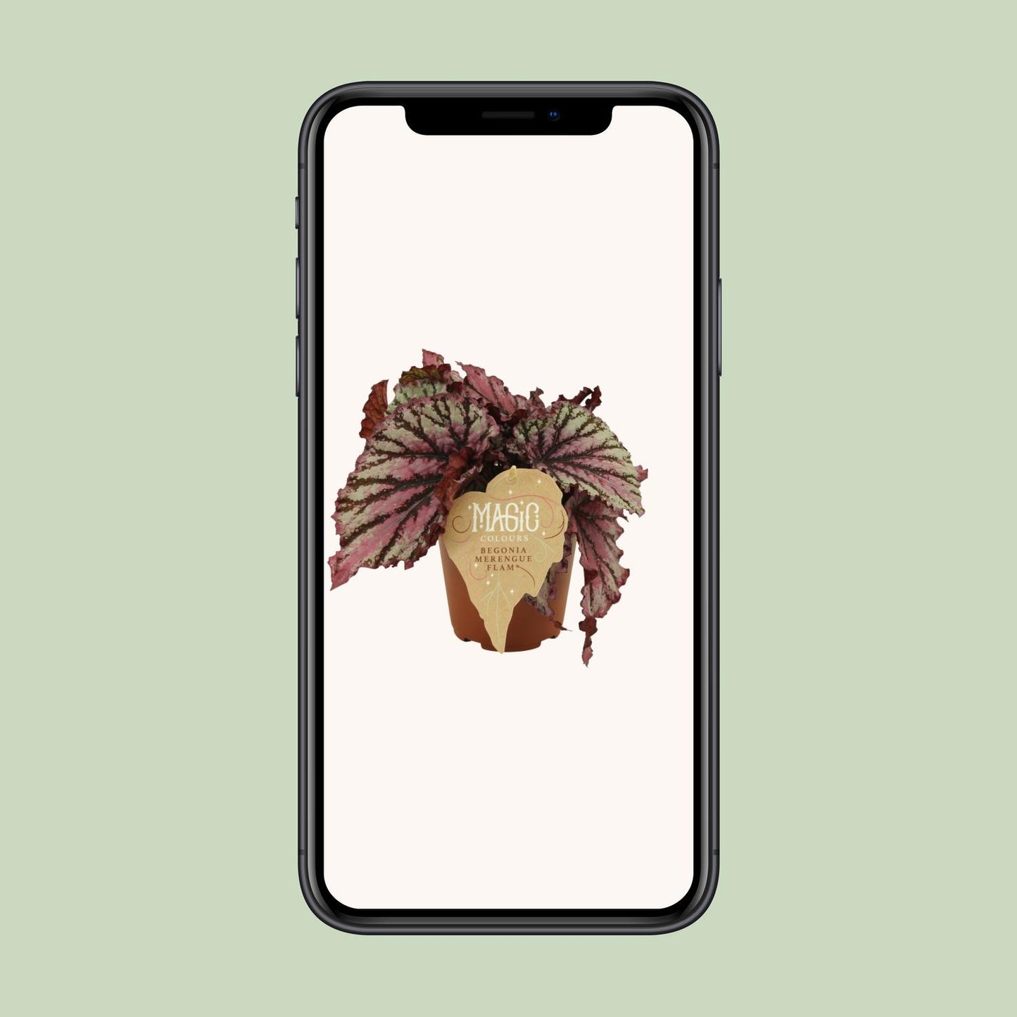 Begonia Rex Merenque - Ø12cm - ↕25cm