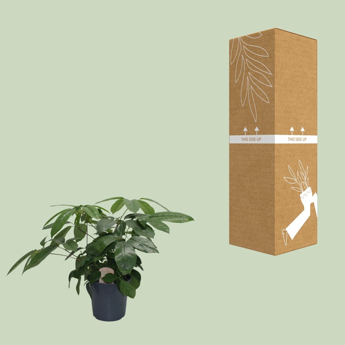 Schefflera Actinophylla - Ø21cm - ↕80cm