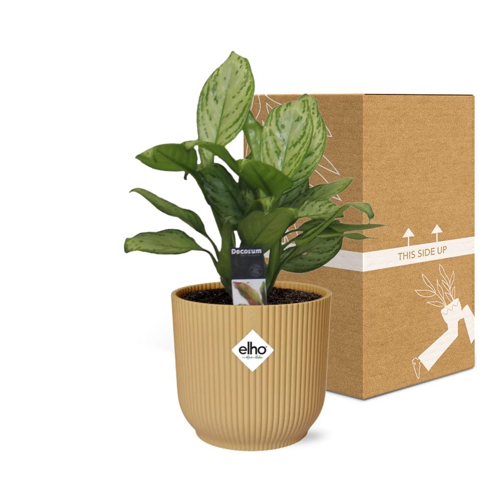 Aglaonema Christina in ELHO Vibes Fold 14cm geel