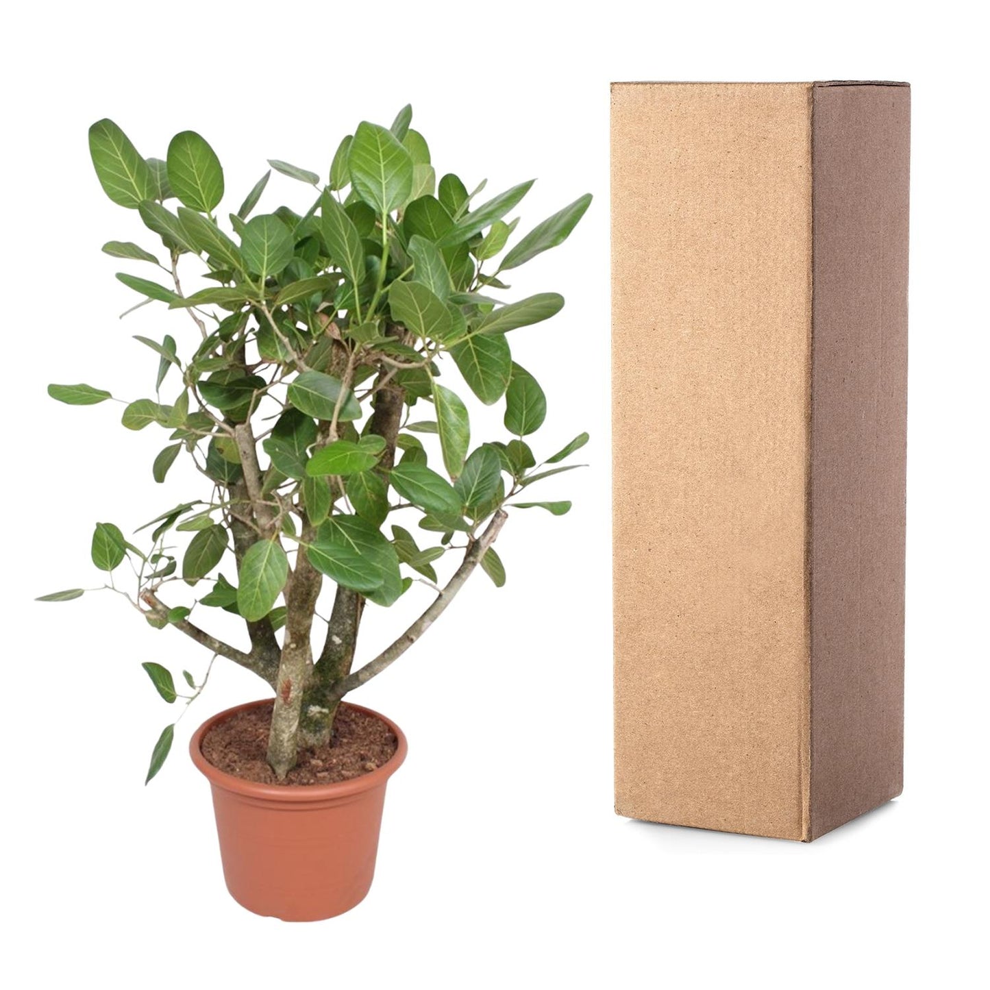 Bengalische Feige 140 cm – Tropische Zimmerpflanze