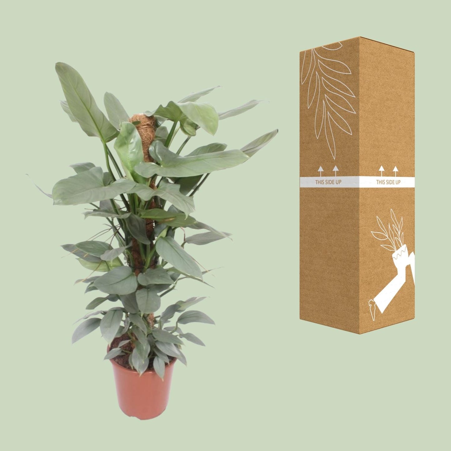 Philodendron Hastatum - Ø27cm - ↕130cm