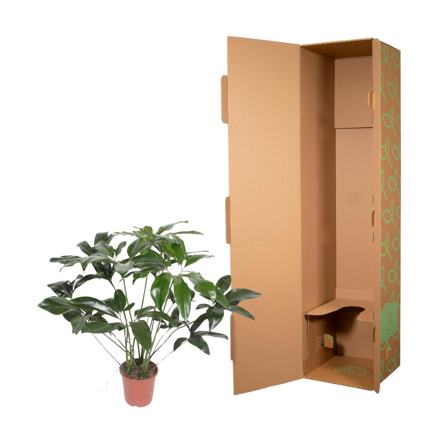 Philodendron Green Wonder – 120 cm pflegeleichte Zimmerpflanze