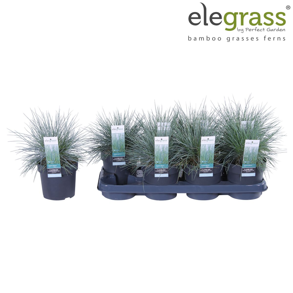 Festuca glauca Azura Blue - Ø14 - ↨30cm