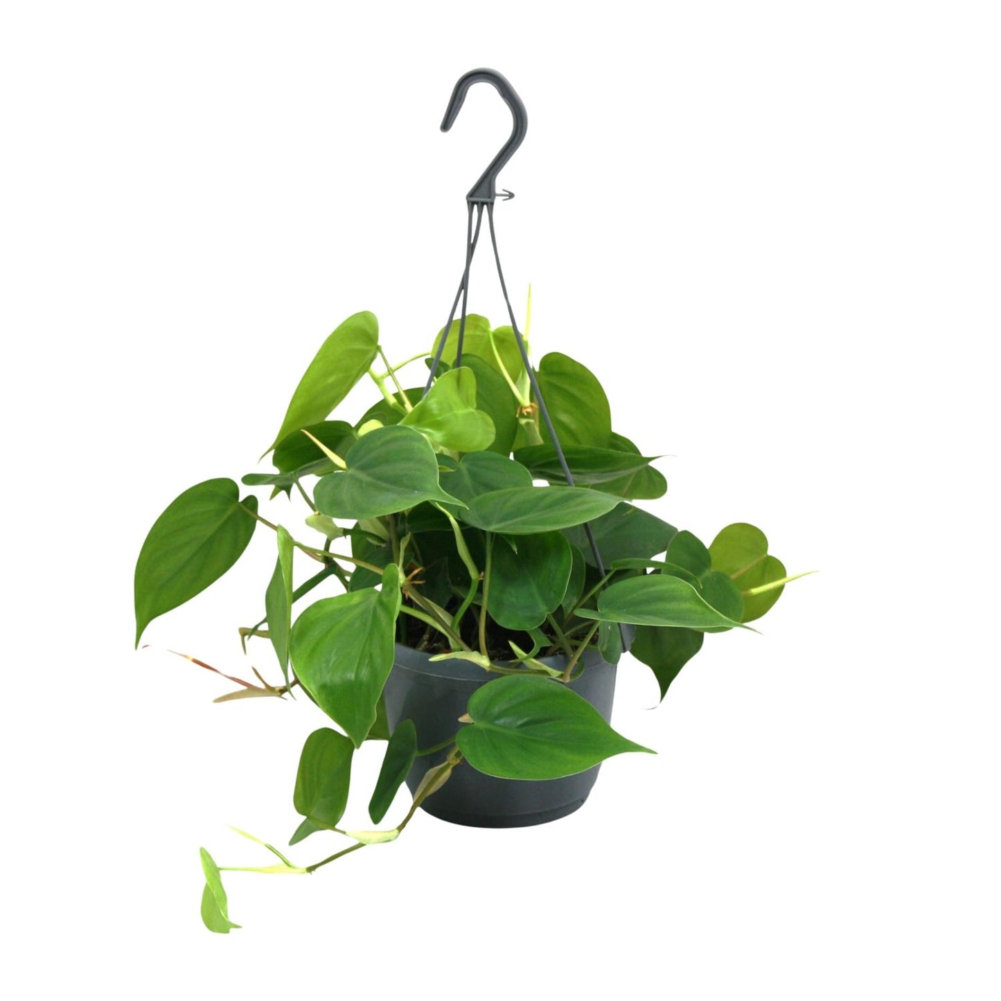 Philodendron Scandens - Ø15cm - ↕35cm