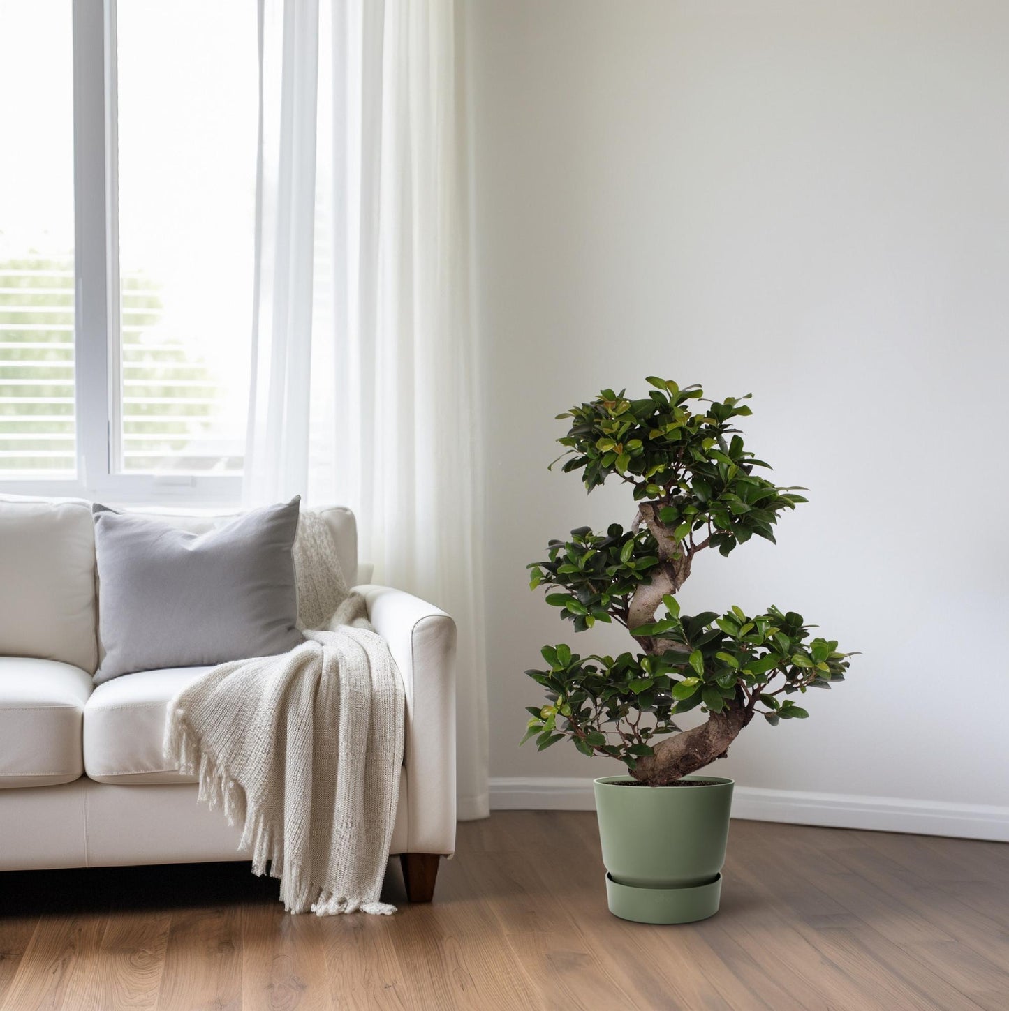 Ficus M. Ginseng - Ø22cm - ↕70cm
