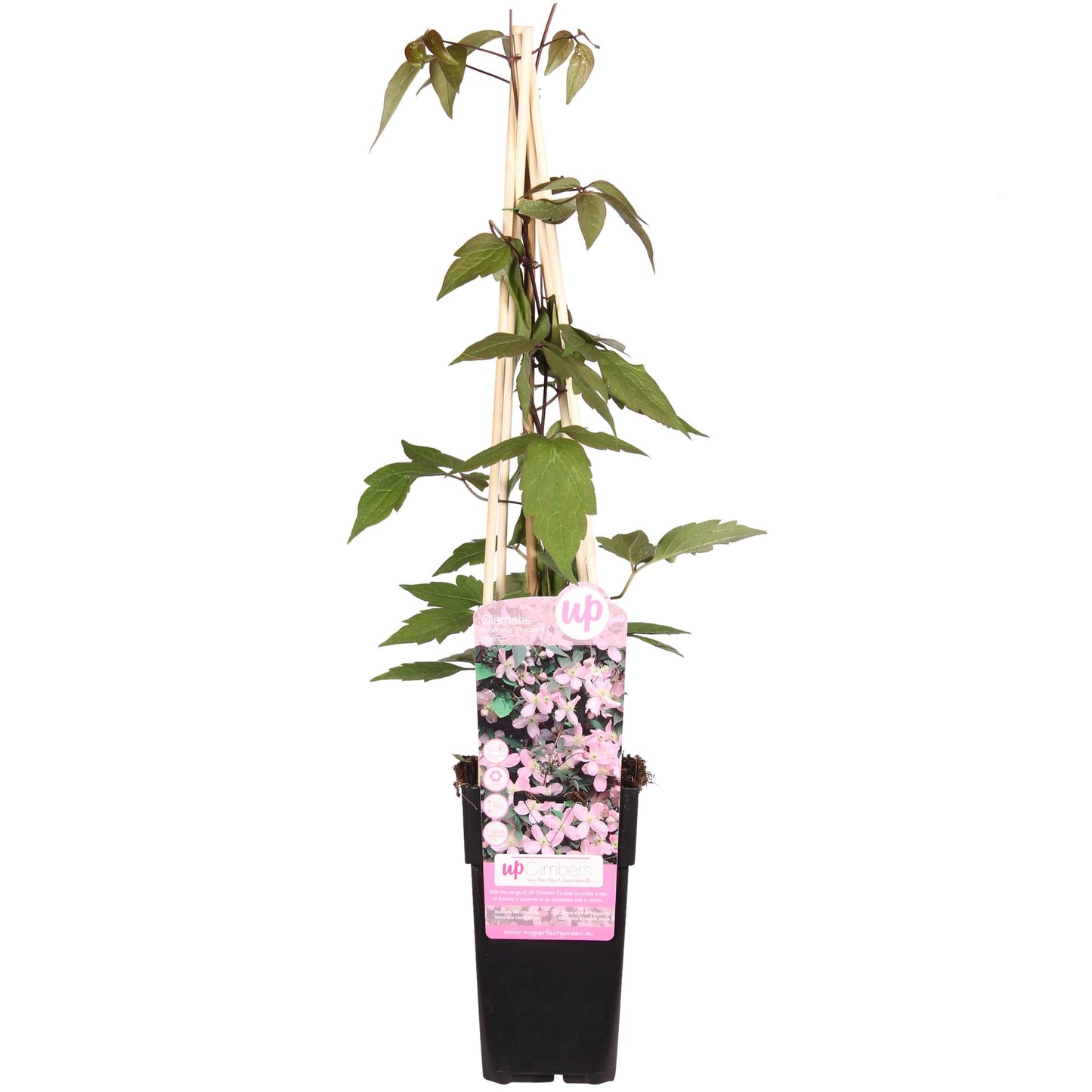 Clematis Montana 'Fragrant Spring' - ↨65cm - Ø15