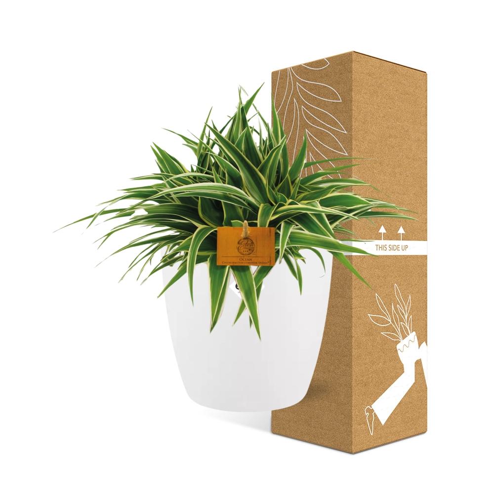Chlorophytum Ocean 15cm in ELHO brussels 16 cm round white