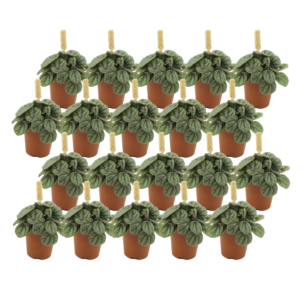 Peperomia Greyhound - 20 stuks - Ø5,5cm - ↕10cm