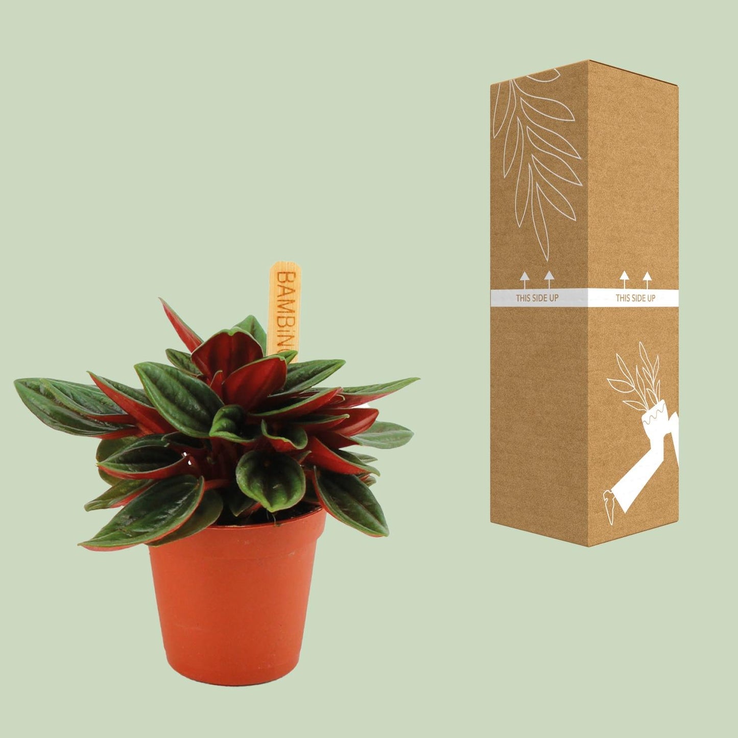 Peperomia Caperata Rosso - Ø6cm - ↕10cm