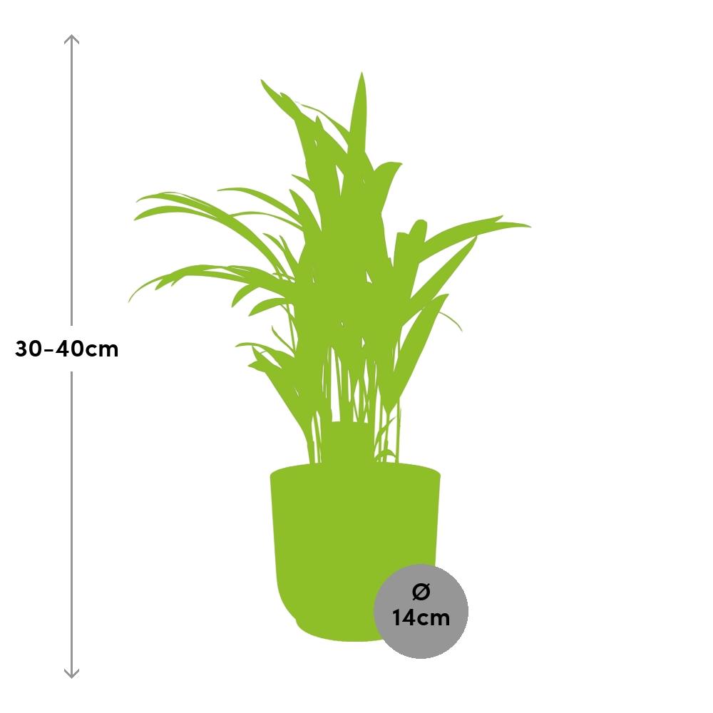 Dypsis Lutescens (Areca) 12cm in ELHO Vibes Fold 14cm roze