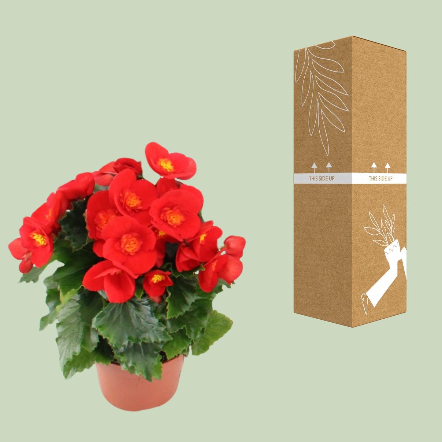 Begonia Sweeties Red - Ø12cm - ↕25cm