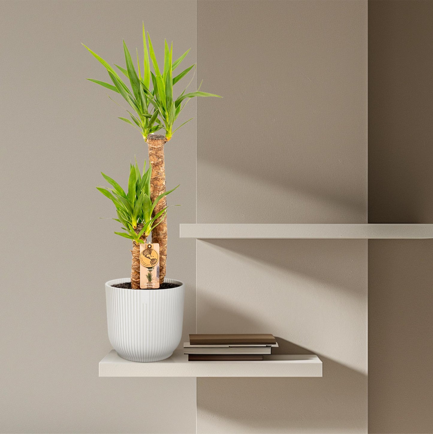 Yucca Palme (Palmlilie) – 100 cm, Ø 21 cm Topf
