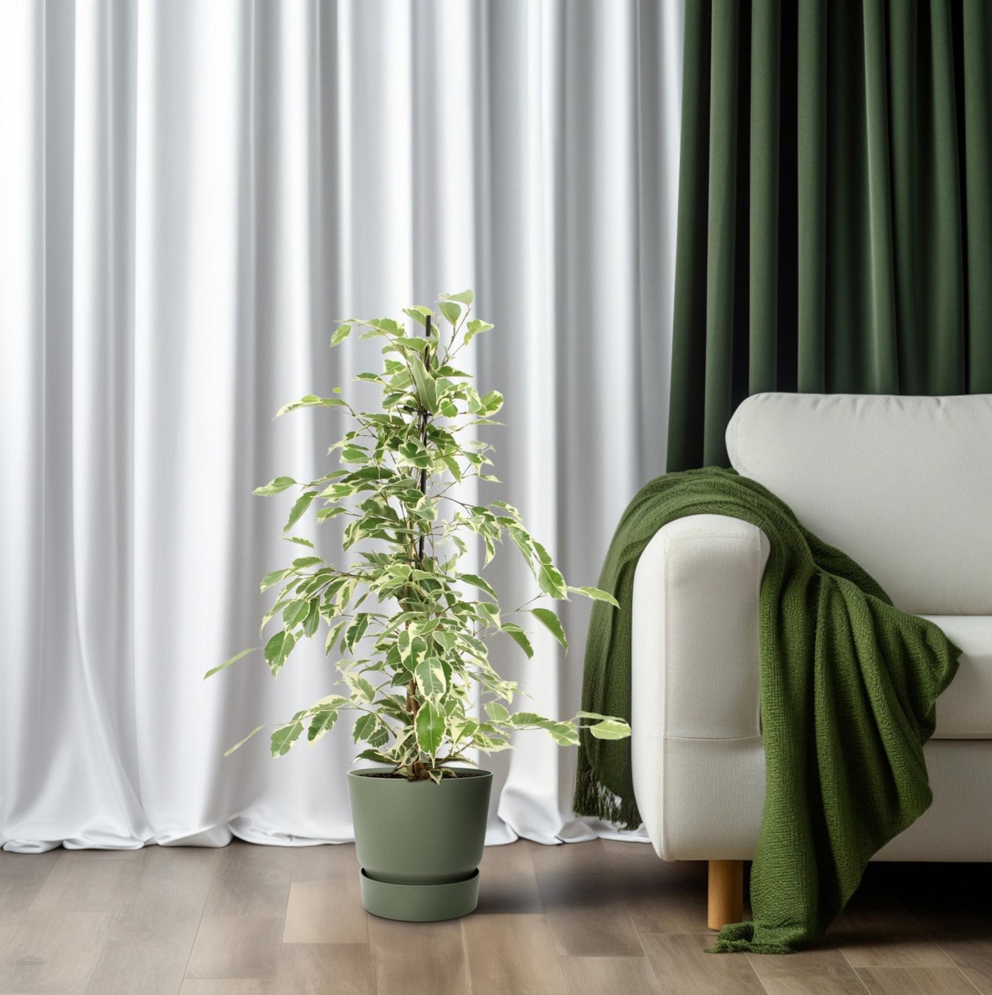 Ficus Benjamina Twilight - Ø14cm - ↕55cm