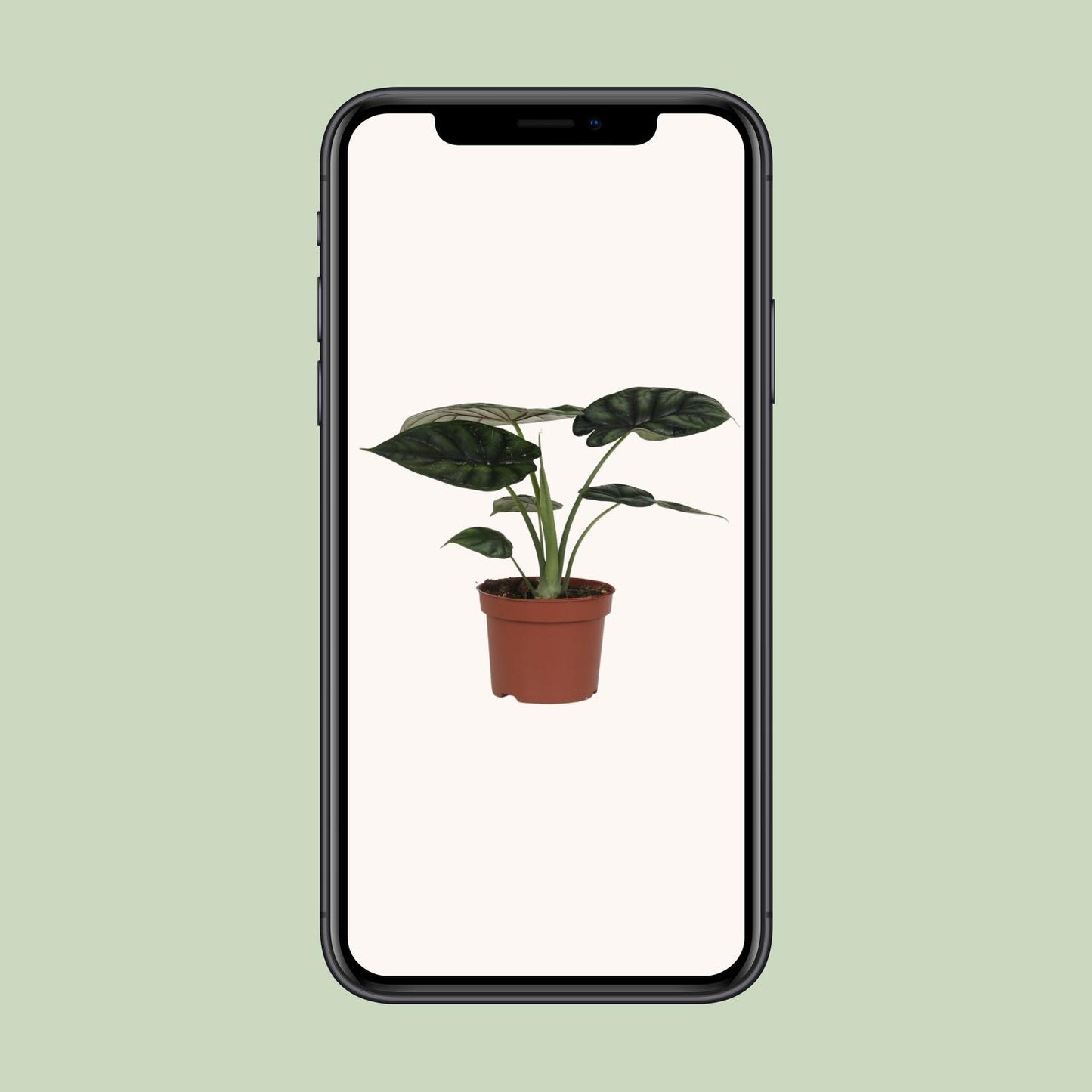 Alocasia Dragon Scale - Ø17cm - ↕35cm