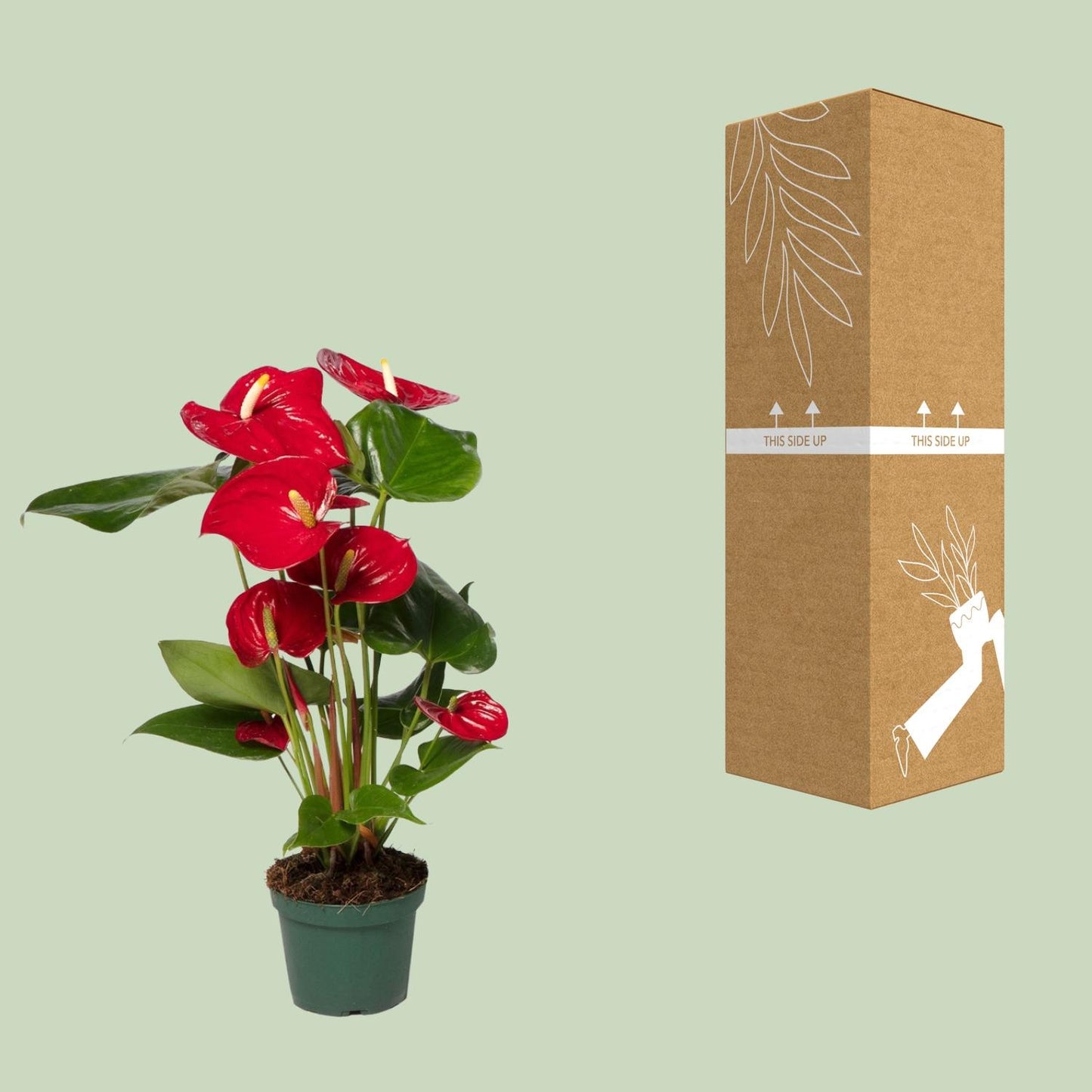 Anthurium Red - Ø17cm - ↕55cm - Ø12cm - ↕40cm